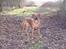 Rhodesian ridgeback Diata - marts 2007