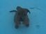 Blanding af racer TIMON "BULLROT"   R.I.P. - lille mig i sneen  ( jan. 06)