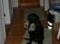 Labrador retriever Silas * R.I.P. * - Hej med jer alle sammen , Vil i smage min snor ? Vov vov <33