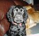 Cocker spaniel Lady