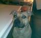 Amerikansk staffordshire terrier Nikita