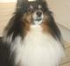 Shetland sheepdog Frida *død*