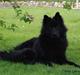 Eurasier Paris