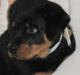 Rottweiler Vom Hause Luna's Bodie