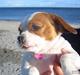 Blanding af racer Miss Gucci (rullepølse)
