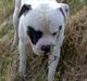 Amerikansk bulldog Lukas R.I.P