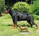 Rottweiler Arzadon jou-jou