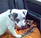 Amerikansk staffordshire terrier jesse