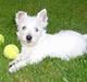 West highland white terrier Tull-A-More