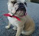Engelsk bulldog Fiffi ;)