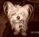 Yorkshire terrier Djipzy