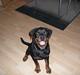 Rottweiler Dikadiabolos Ukita R.I.P