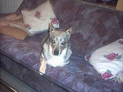 Västgötaspids detti billede 12