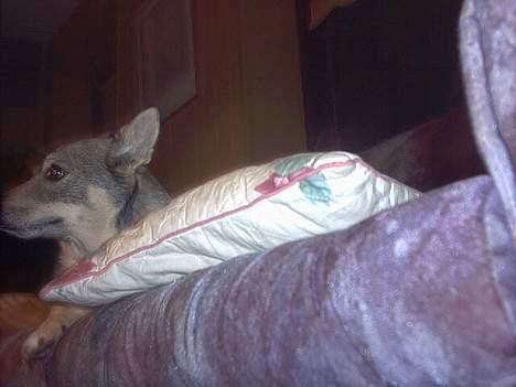 Västgötaspids detti billede 13