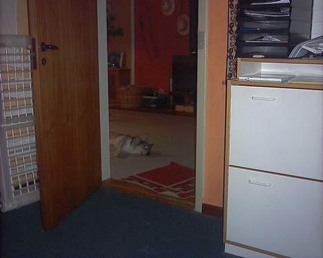 Västgötaspids detti billede 14