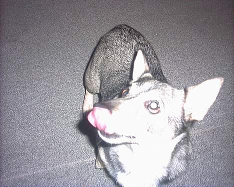 Västgötaspids detti billede 15