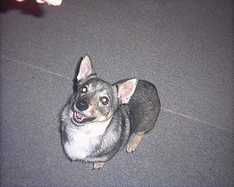 Västgötaspids detti billede 16