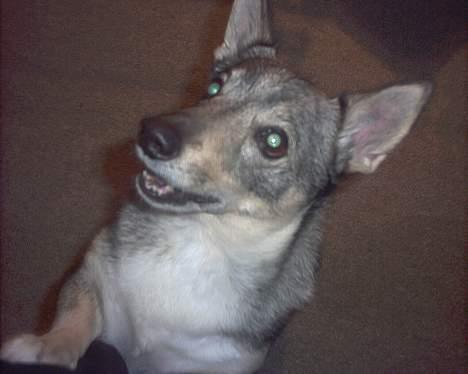 Västgötaspids detti billede 17