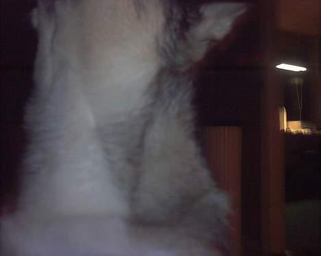 Västgötaspids detti billede 18