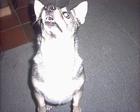 Västgötaspids detti billede 19