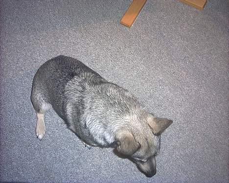 Västgötaspids detti billede 20