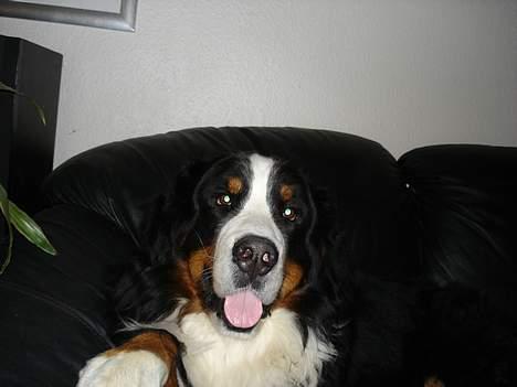 Berner sennenhund Yimbo    R.I.P. billede 5