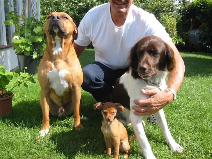 Kleiner münsterländer Hector - Os 3 for altid :) billede 1