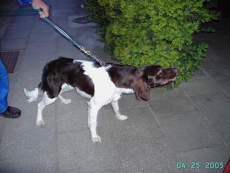 Kleiner münsterländer Hector billede 2