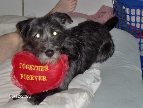 Blanding af racer Elvis - Elvis havde lige en besked til mor og far.... billede 11