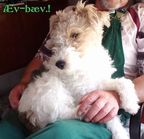 Ruhåret foxterrier Ronja. billede 19