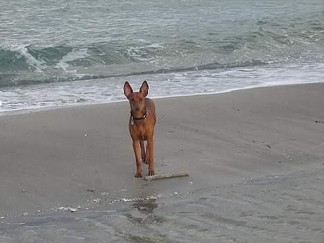 Mellempinscher My billede 8