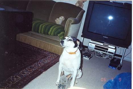Blanding af racer Molly(DØD) - Molly og hendes kanin GRR fingrene væk billede 12