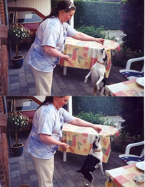 Blanding af racer Molly(DØD) - Molly og Diana i leg om godbidder billede 13