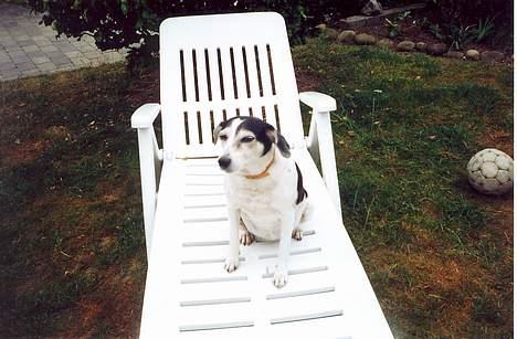 Blanding af racer Molly(DØD) - Molly i liggestolen billede 14