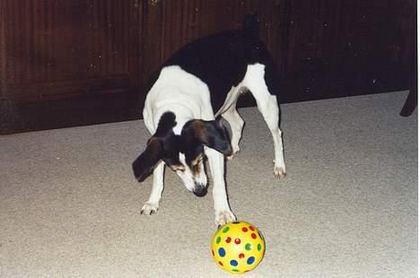 Blanding af racer Molly(DØD) - Molly og hendes madbold desværre i stykker billede 15