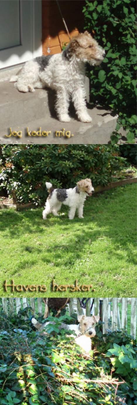 Ruhåret foxterrier Ronja. - Velkommen i det grønne. billede 20