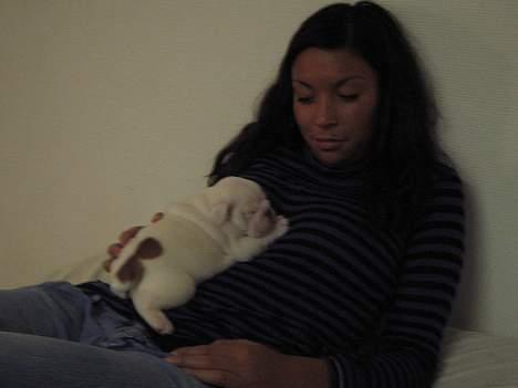 Engelsk bulldog Prop billede 1