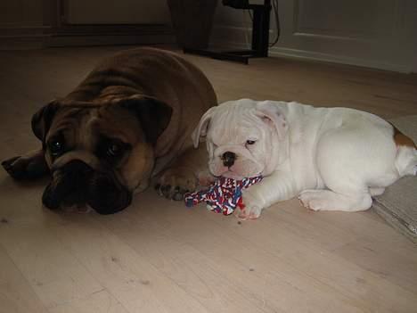 Engelsk bulldog Prop billede 2