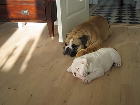 Engelsk bulldog Prop billede 3