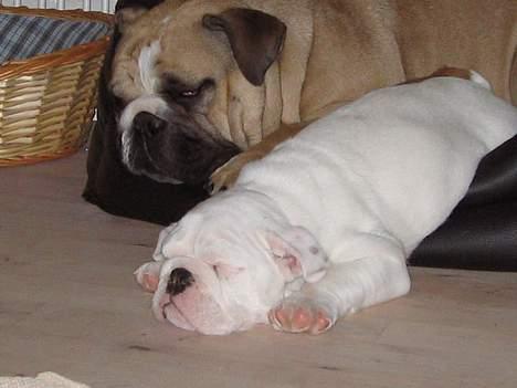 Engelsk bulldog Prop billede 4