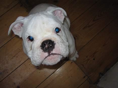 Engelsk bulldog Prop billede 5