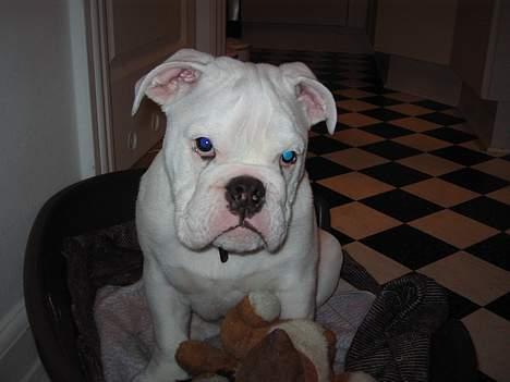 Engelsk bulldog Prop billede 6