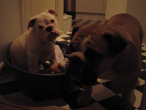 Engelsk bulldog Prop billede 7