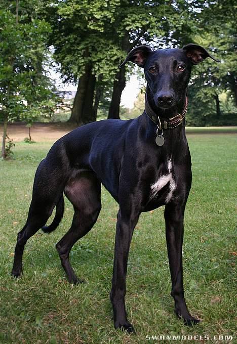 Whippet Dragonwing Cyclone (Thea) billede 10