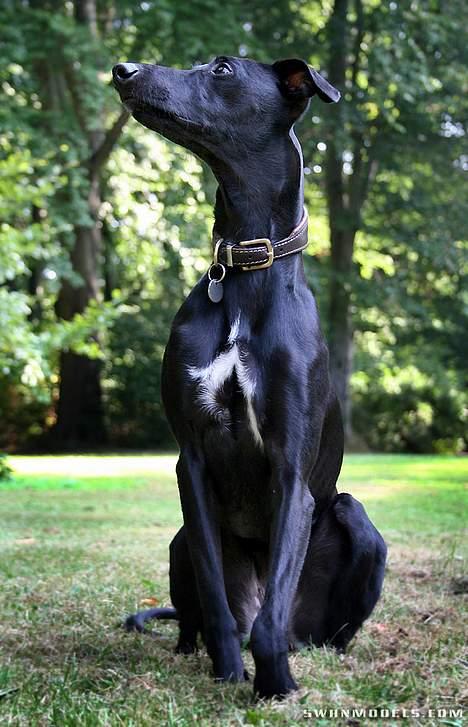 Whippet Dragonwing Cyclone (Thea) billede 11