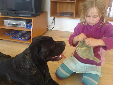 Cane corso Shakira billede 4