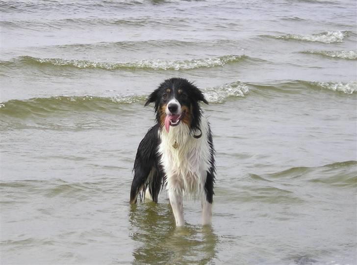 Border collie Baloo - En rigtig strandløve, der elsker vand.... aug. 07 billede 14