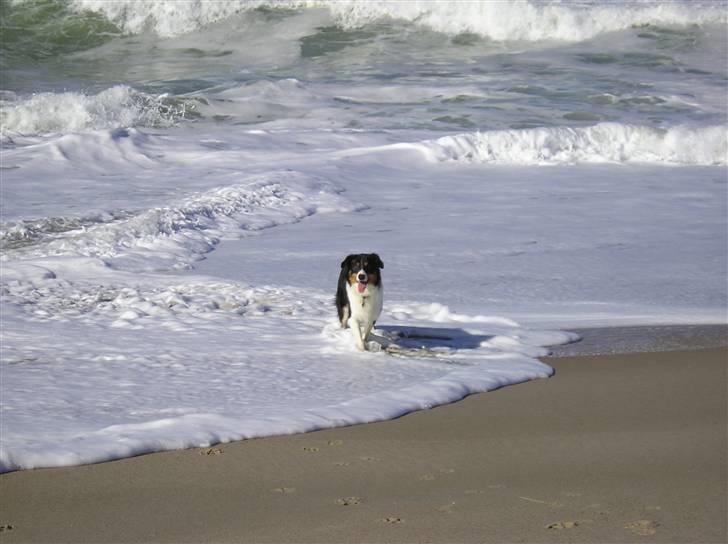 Border collie Baloo - Baloo ved Klitmøller..................Smukke dreng............ billede 15