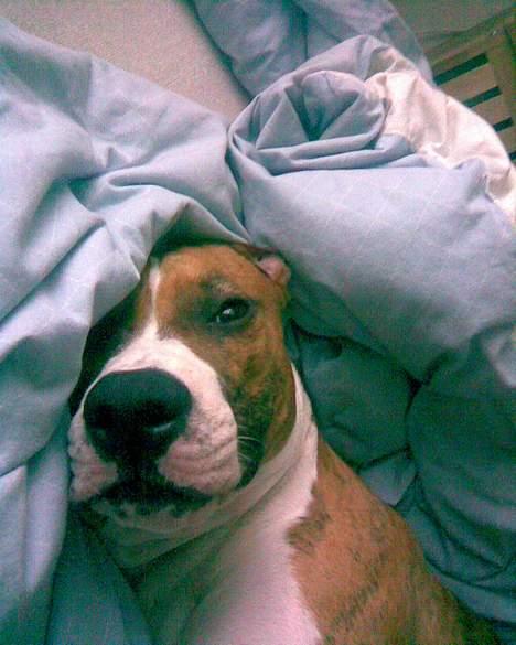 Amerikansk staffordshire terrier Kenzo billede 20