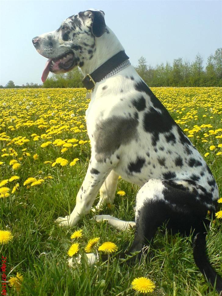 Grand danois THOR - VELKOMMEN TIL MIN PROFIL!! billede 1